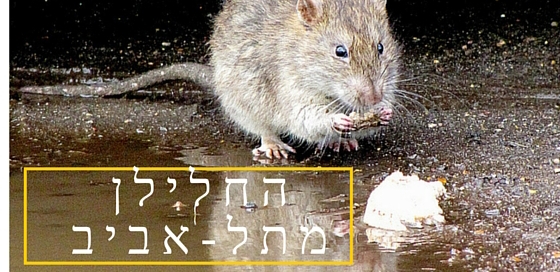 חולדה בתל אביב במבט ביבליותרפיה וארכיטיפים